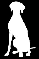 Weimaraner Sitting Vinyl Decal | White | Made in USA by Foxtail Decals | for Car Windows, Tablets, Laptops, Water Bottles, etc. | 2.6 x 4.5 inch